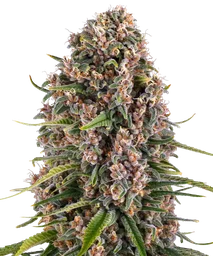 Blue Cheese