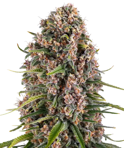 Blue Cheese