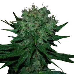 Blue Cheese Auto