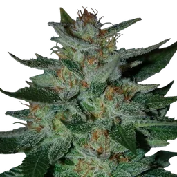 Blue Cheese