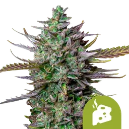 Blue Cheese Auto