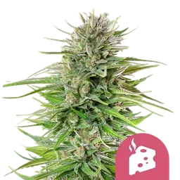 Blue Cheese