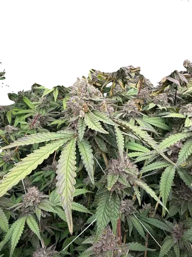 Biscotti Gelato