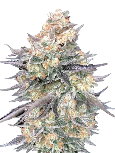 Blue Dream