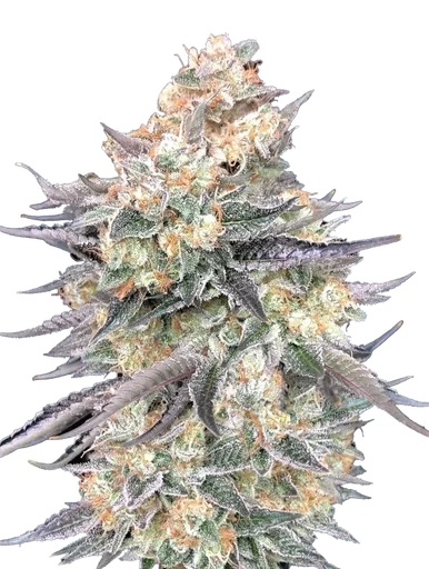 Blue Dream