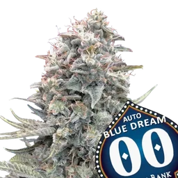 Blue Dream Auto