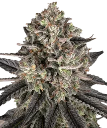 Blue Dream