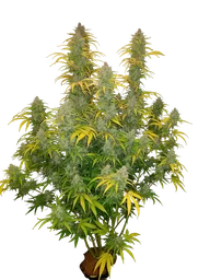 Blue Dream Auto