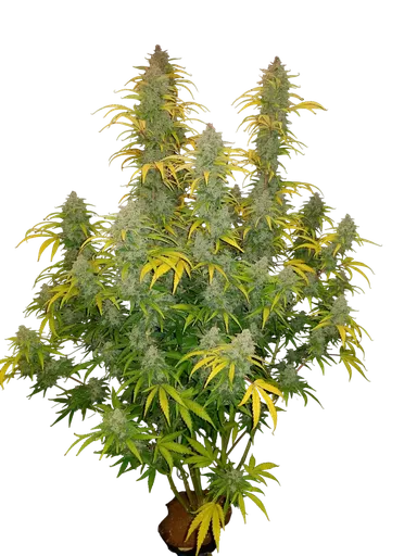 Blue Dream Auto