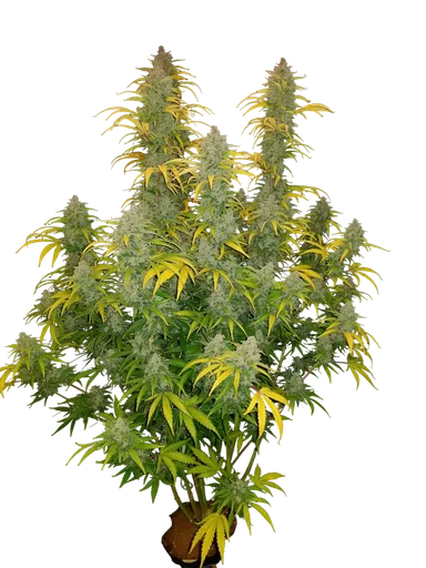 Blue Dream Auto