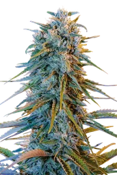 Blue Dream