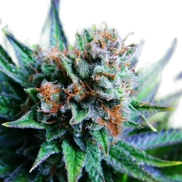 Blue Dream
