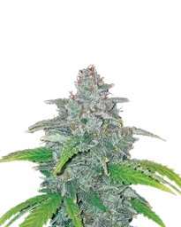 Blue Dream Auto