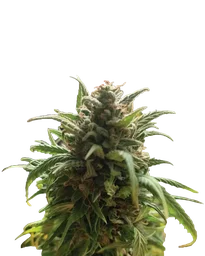 Blue Dream