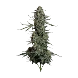 Blue Dream Auto
