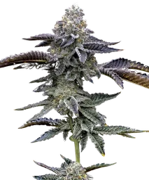 Blue Dream Auto