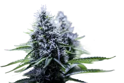 Blue Dream