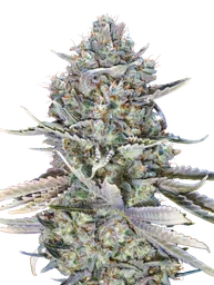 Blue Dream FAST