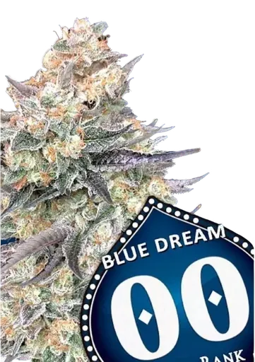 Blue Dream FAST