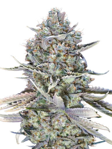 Blue Dream FAST