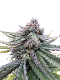 Cherry Cola Auto