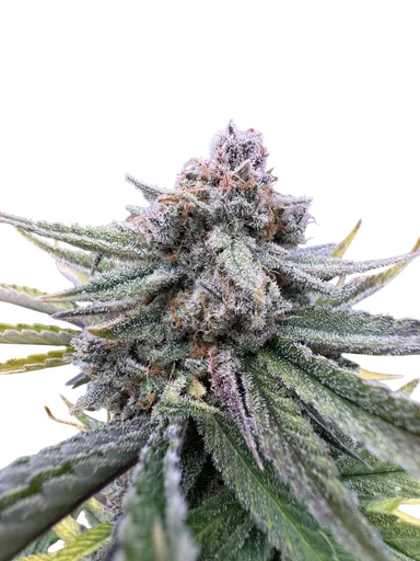 Cherry Cola Auto