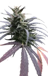 Blue Dream FAST