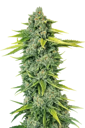 Blue Dream Haze
