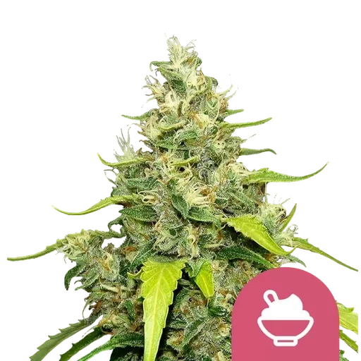 Blue Gelato