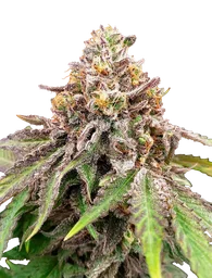 Blue Haze x Gelato 41 Auto