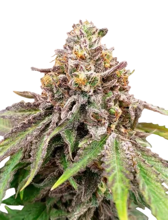 Blue Haze x Gelato 41 Auto