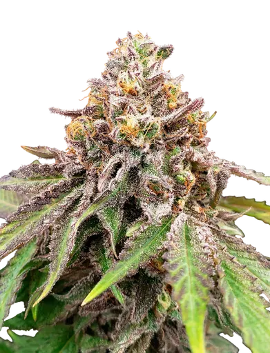 Blue Haze x Gelato 41 Auto