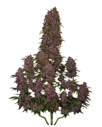 Crystal METH Auto