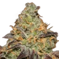 Blue Kush Berry