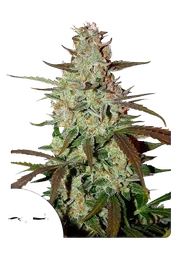 Blue Mazar Auto