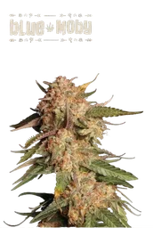 Blue Moby Auto
