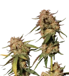 Blue Moby