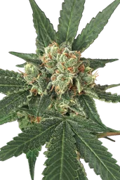 Blue Monkey