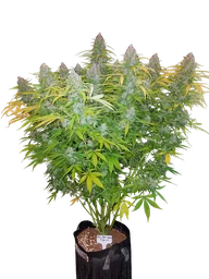 Californian Snow Auto