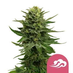 Blue Mystic