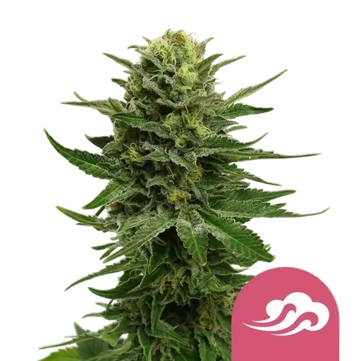 Blue Mystic