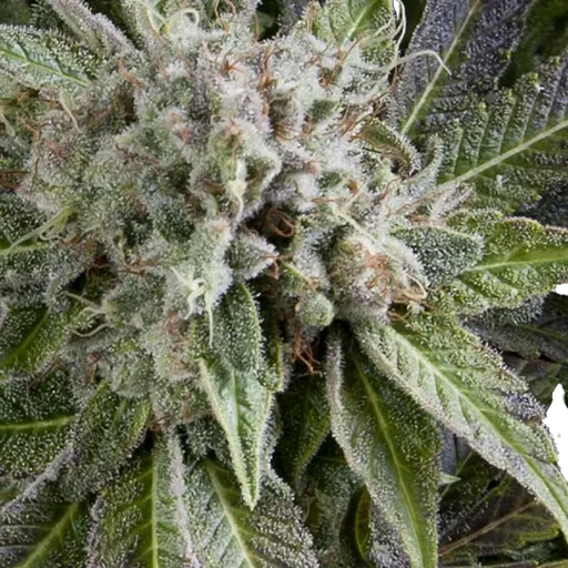 Blue Pyramid Auto