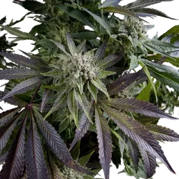 Blue Pyramid