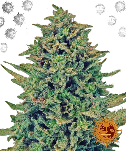 Blue Shark CBD