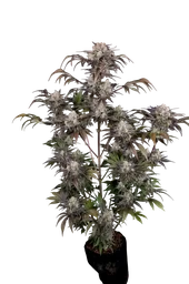 Frost Banger Auto