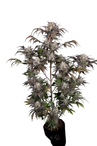 Frost Banger Auto