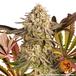 Blue Sunset Sherbert