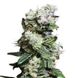 Blunt Bombs Ltd. Release