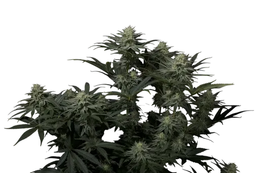 GG4 Sherbet FAST