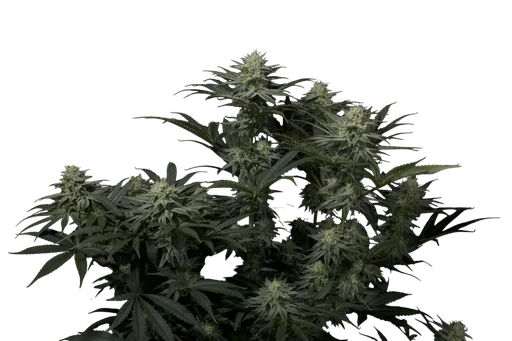 GG4 Sherbet FAST